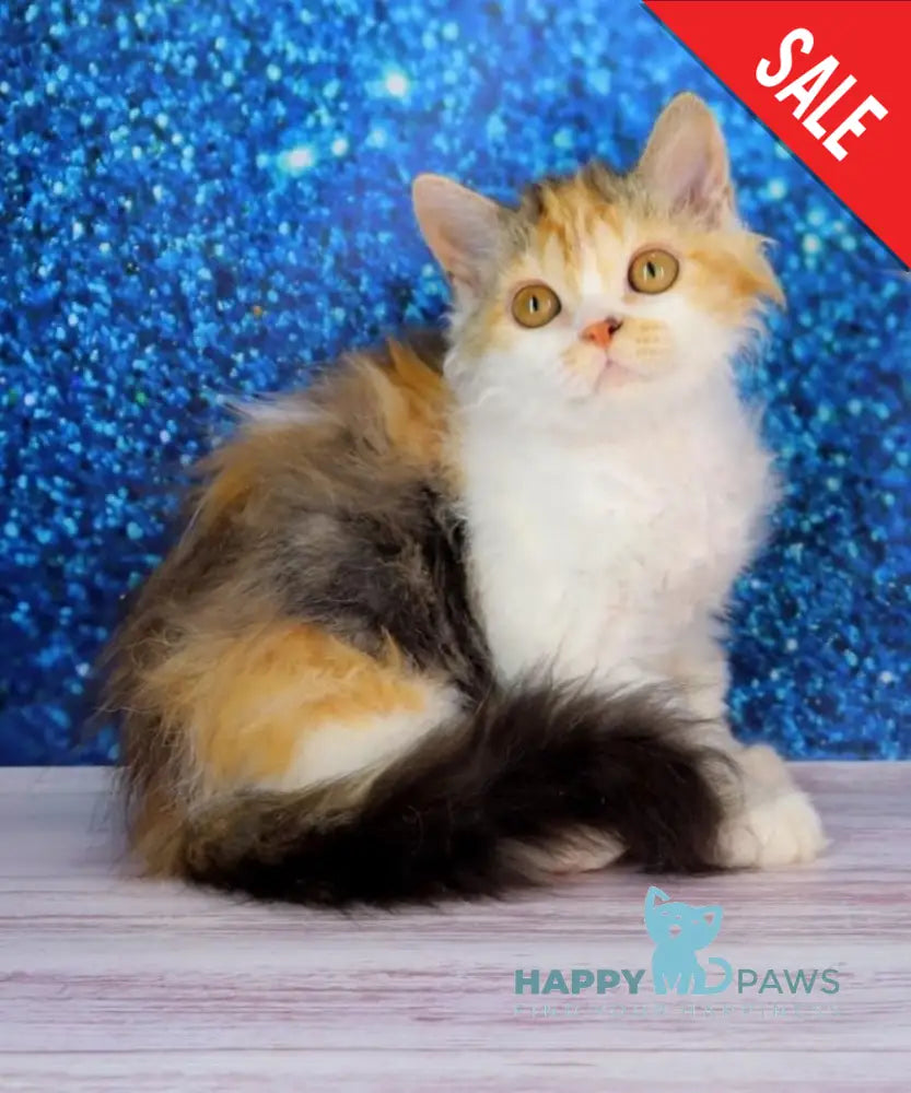 Halva Selkirk Rex Female Black Tortie Bicolour Live Animals