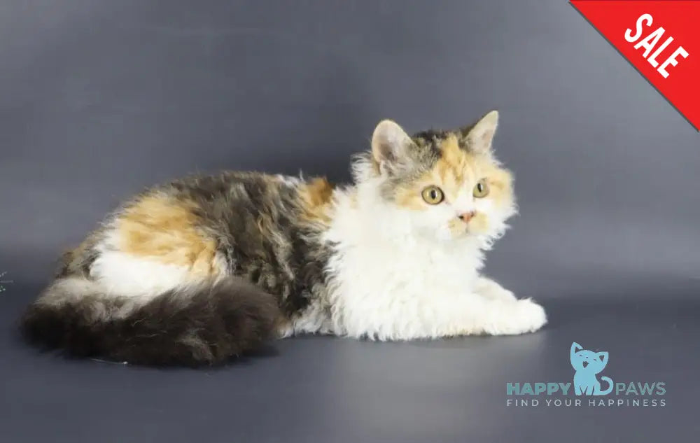 Halva Selkirk Rex Female Black Tortie Bicolour Live Animals