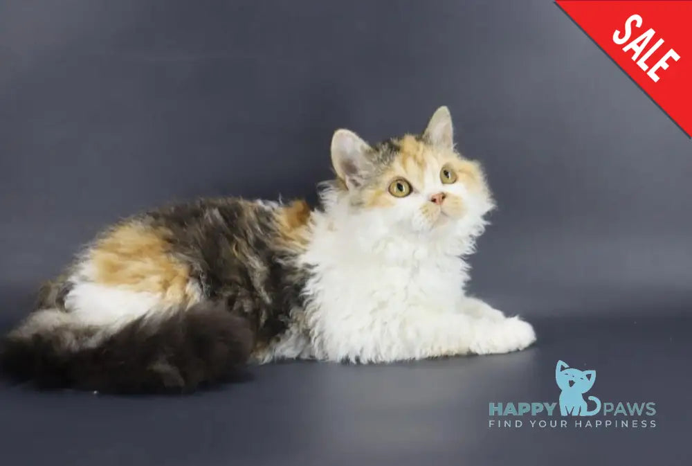 Halva Selkirk Rex Female Black Tortie Bicolour Live Animals