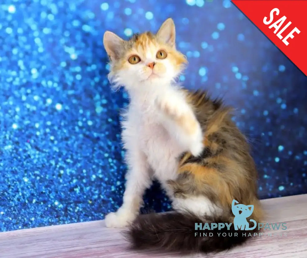 Halva Selkirk Rex Female Black Tortie Bicolour Live Animals