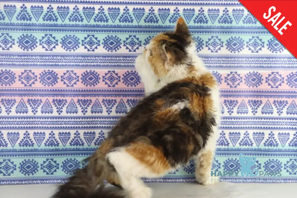 Halva Selkirk Rex Female Black Tortie Bicolour Live Animals