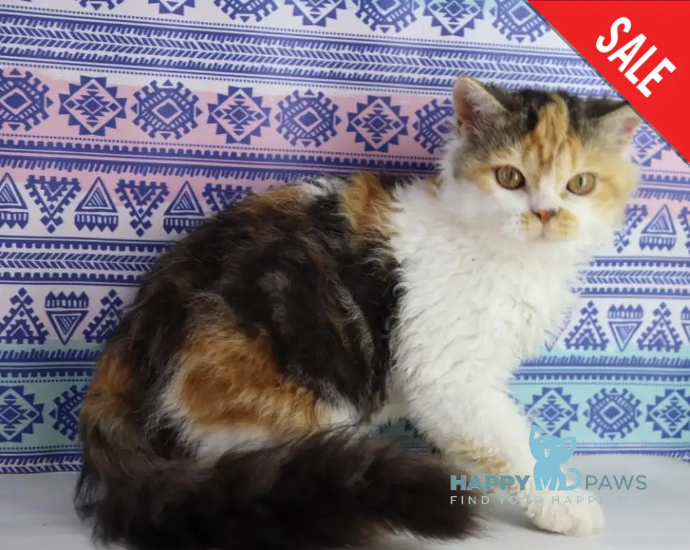 Halva Selkirk Rex Female Black Tortie Bicolour Live Animals