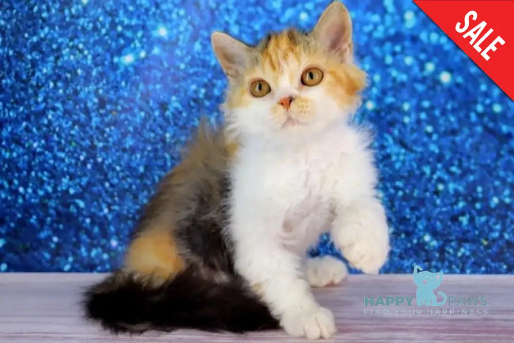 Halva Selkirk Rex Female Black Tortie Bicolour Live Animals