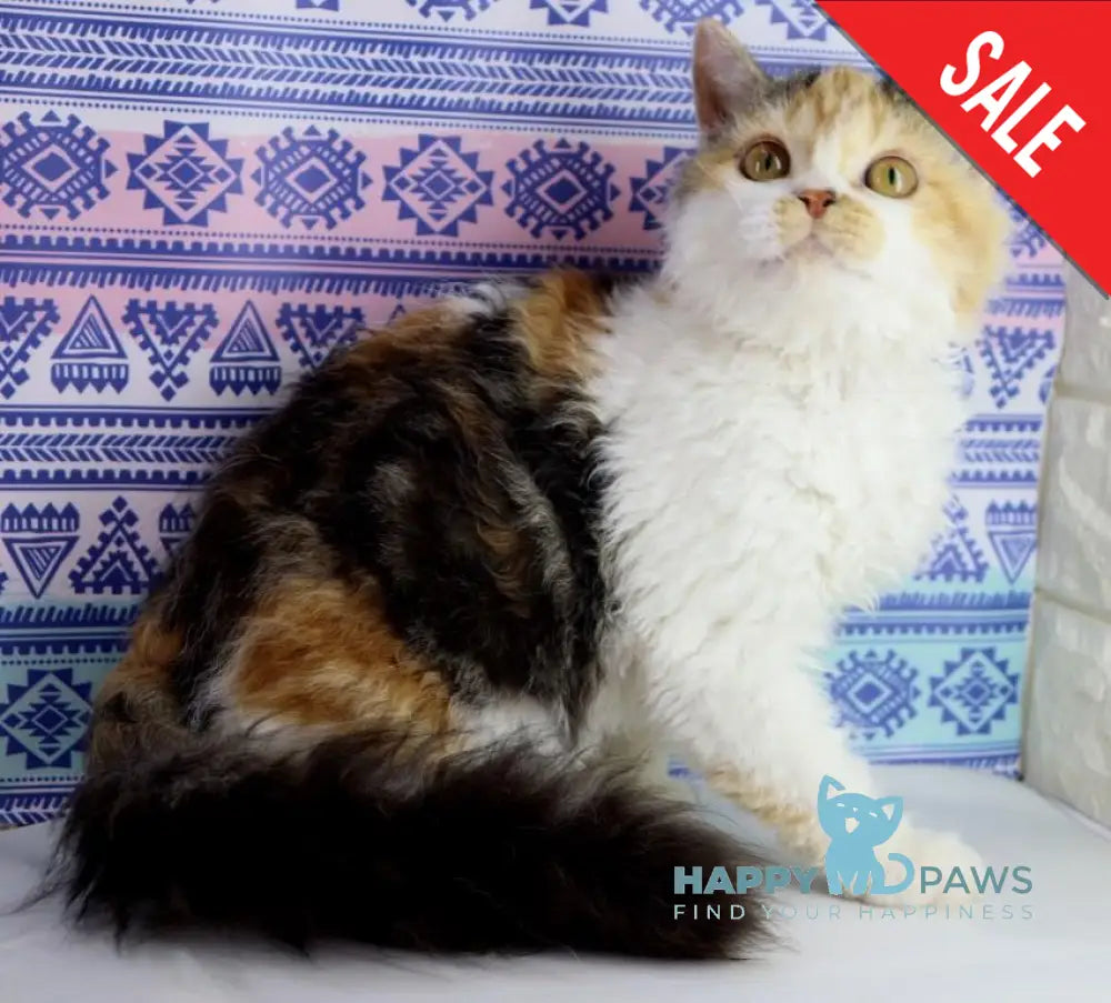 Halva Selkirk Rex Female Black Tortie Bicolour Live Animals