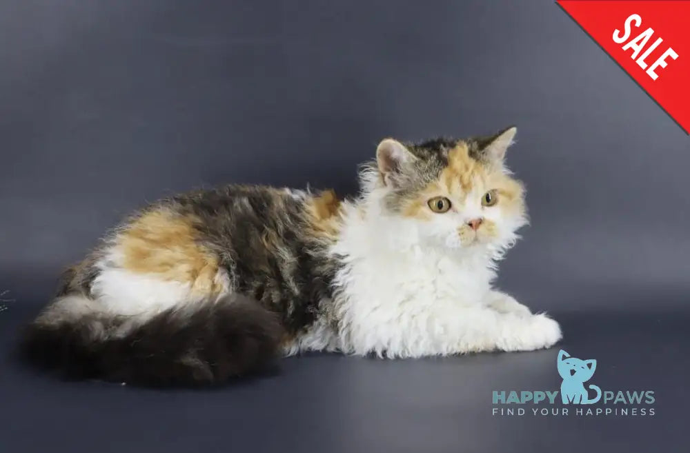 Halva Selkirk Rex Female Black Tortie Bicolour Live Animals