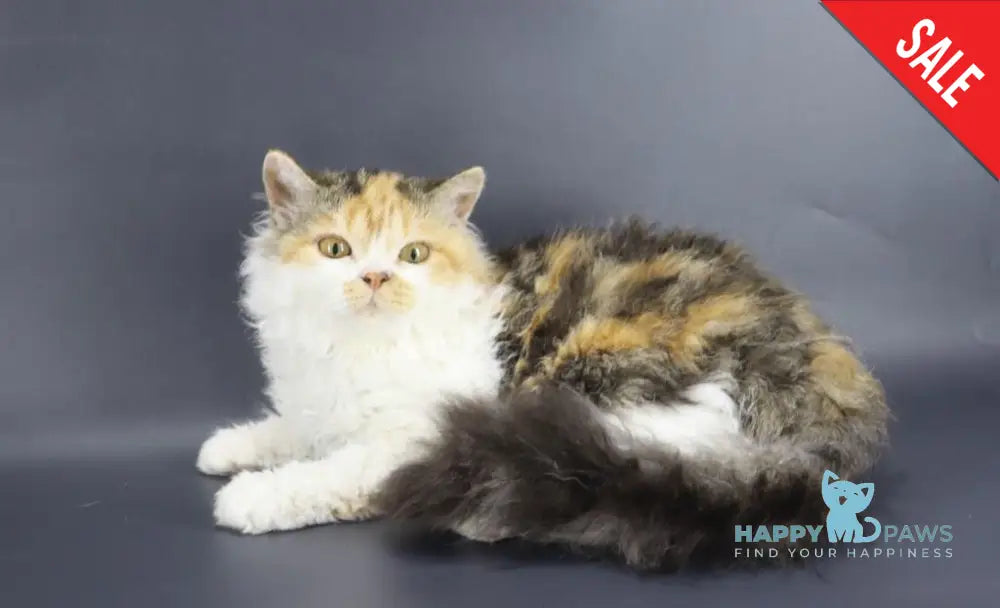 Halva Selkirk Rex Female Black Tortie Bicolour Live Animals