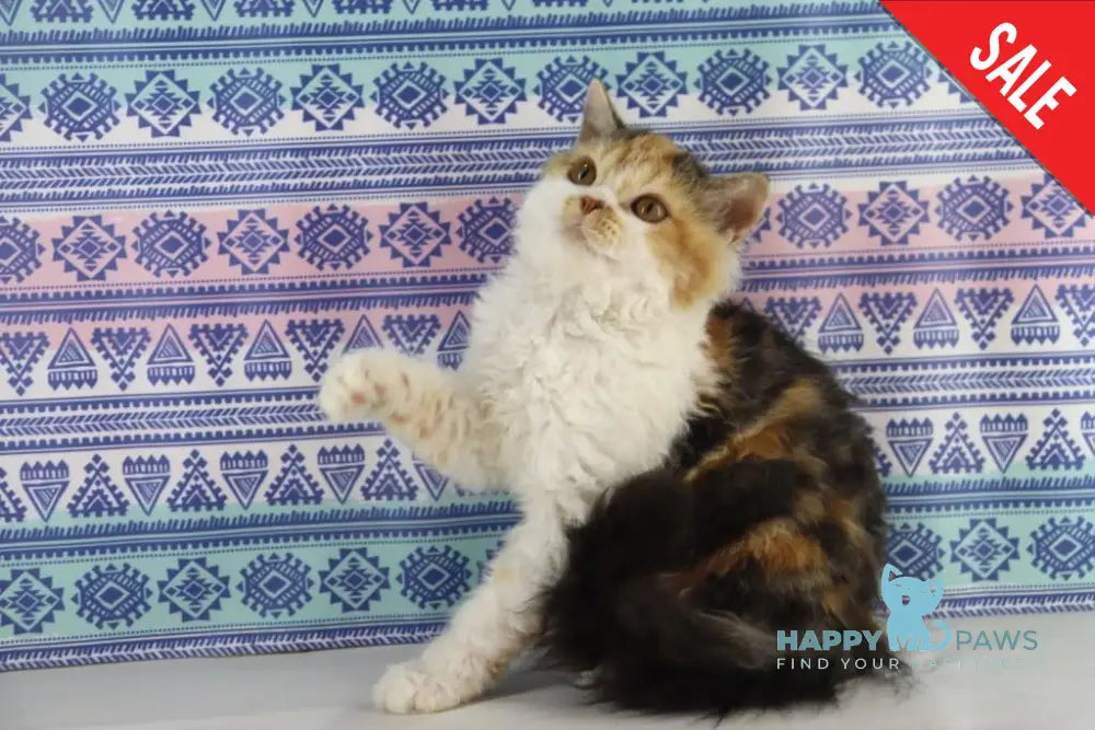 Halva Selkirk Rex Female Black Tortie Bicolour Live Animals