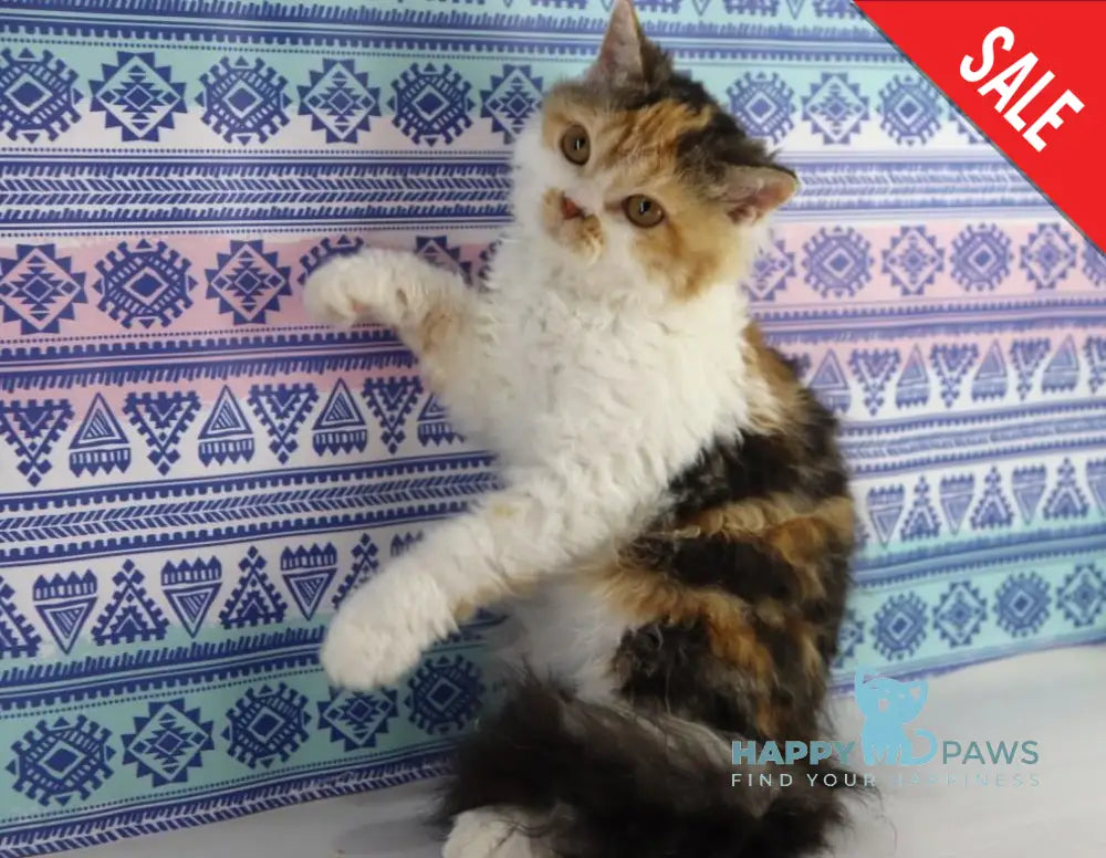 Halva Selkirk Rex Female Black Tortie Bicolour Live Animals