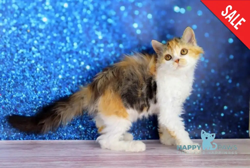 Halva Selkirk Rex Female Black Tortie Bicolour Live Animals