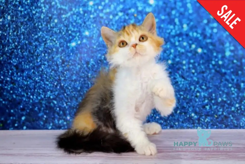 Halva Selkirk Rex Female Black Tortie Bicolour Live Animals