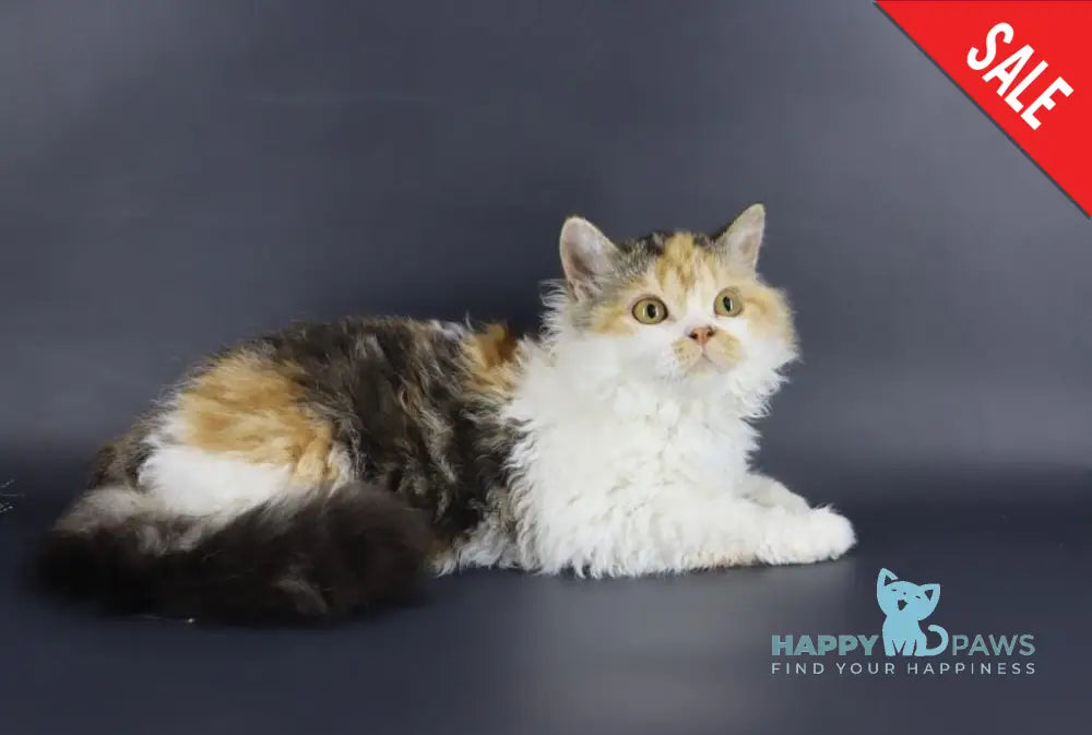 Halva Selkirk Rex Female Black Tortie Bicolour Live Animals