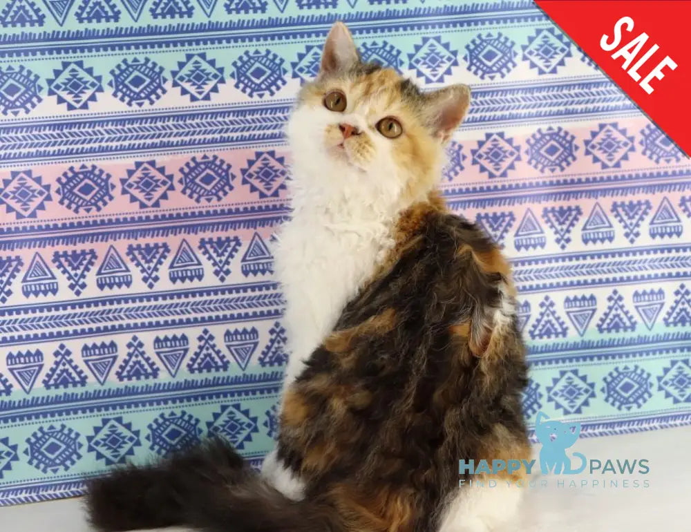 Halva Selkirk Rex Female Black Tortie Bicolour Live Animals