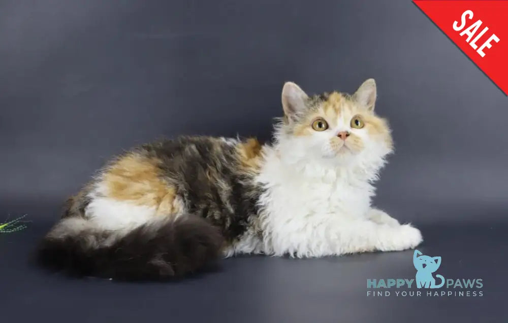 Halva Selkirk Rex Female Black Tortie Bicolour Live Animals