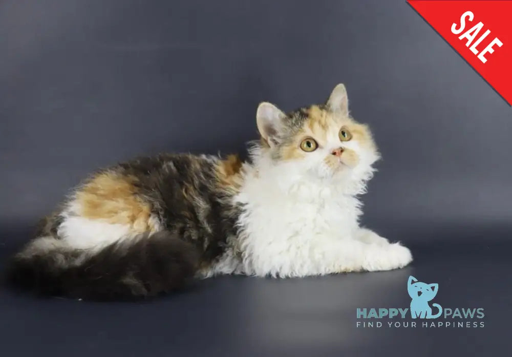 Halva Selkirk Rex Female Black Tortie Bicolour Live Animals