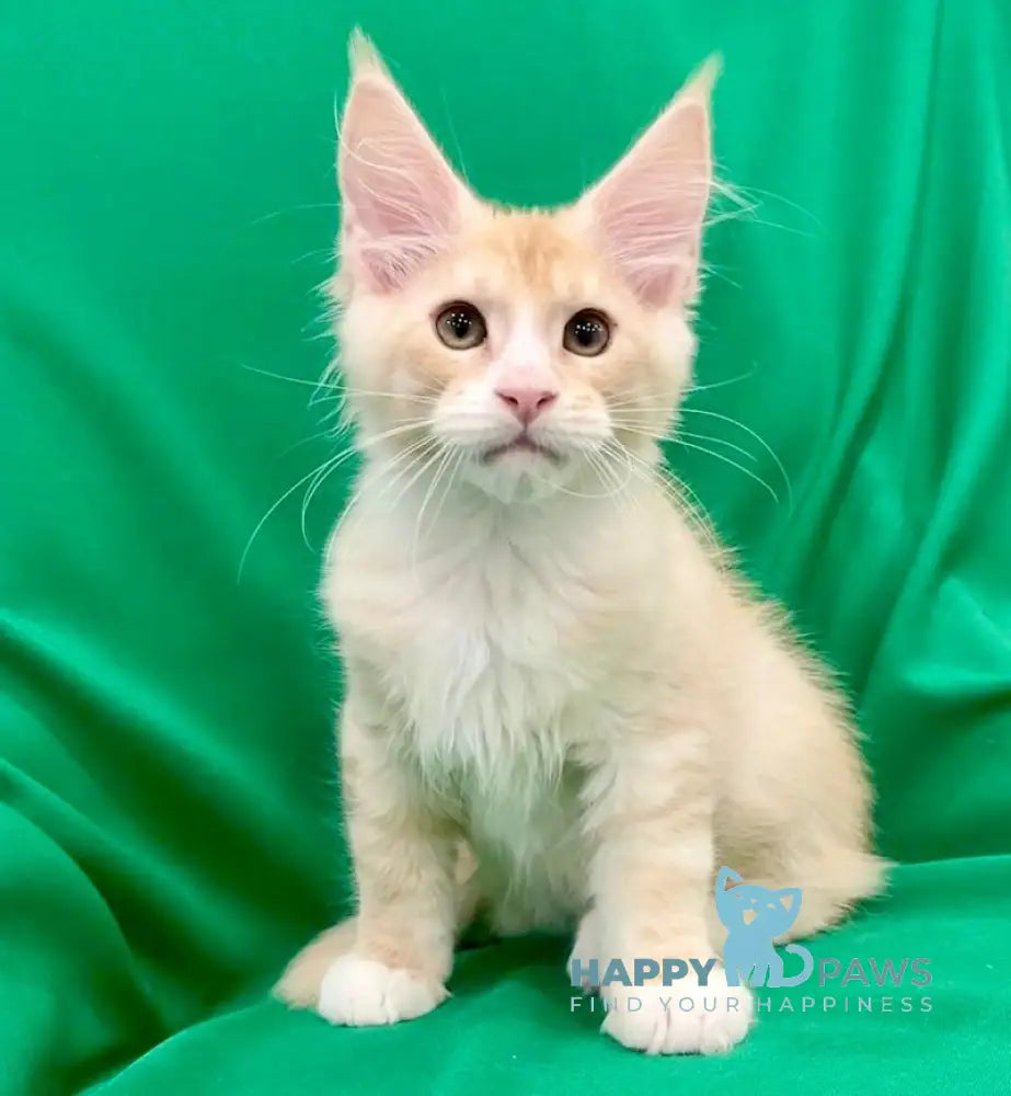 Hammer Maine Coon Male Cream Silver Spotted Tabby With White Live Animals