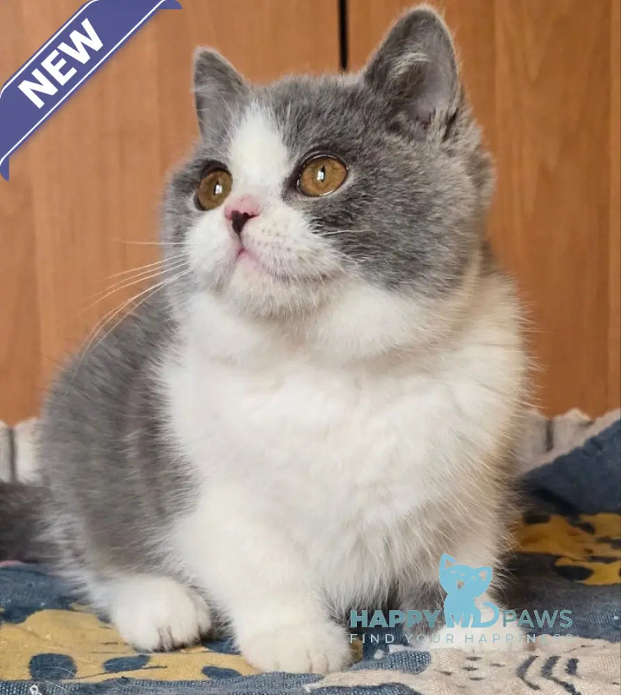 Hanna British Shorthair female blue bicolour live animals