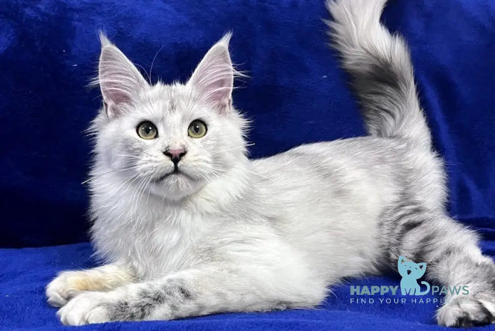 Hanna Maine Coon Female Pale Silver Life Animals