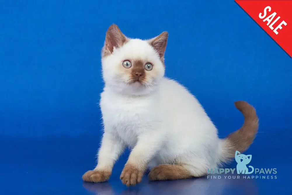 Hanni British Shorthair Female Cinnamon Pointed Live Animals