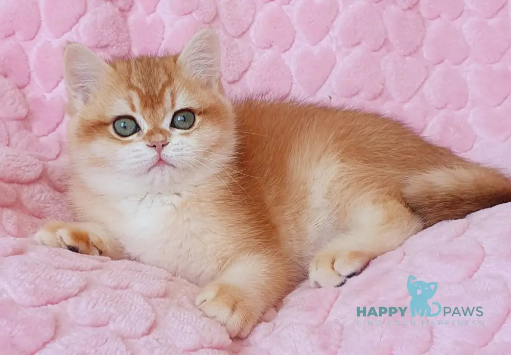 Hanny British Shorthair female black golden chinchilla live animals