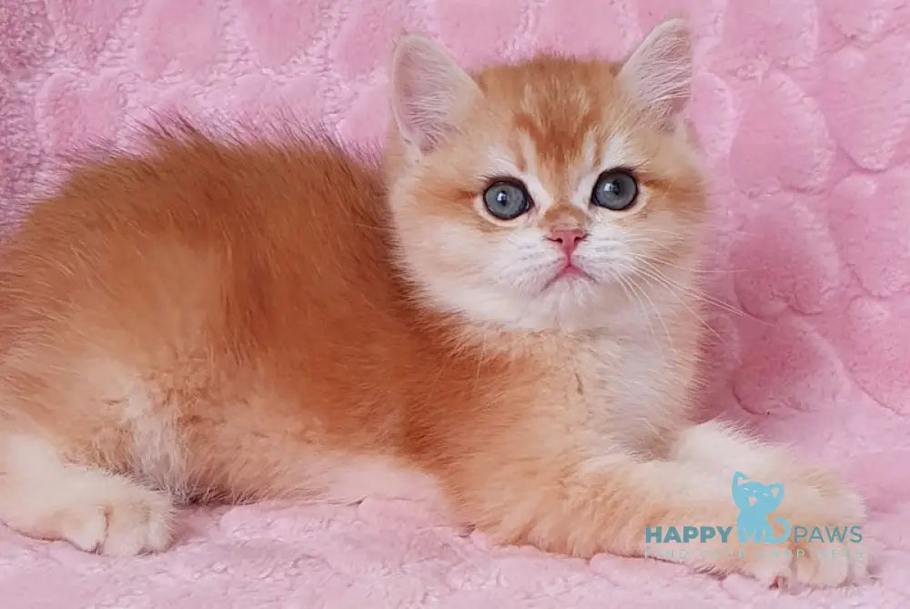 Hanny British Shorthair Female Black Golden Chinchilla Live Animals