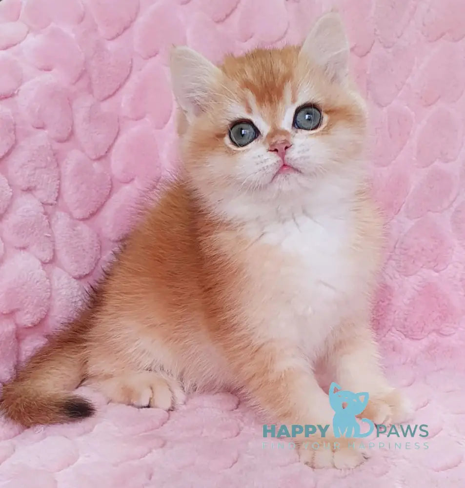 Hanny British Shorthair Female Black Golden Chinchilla Live Animals