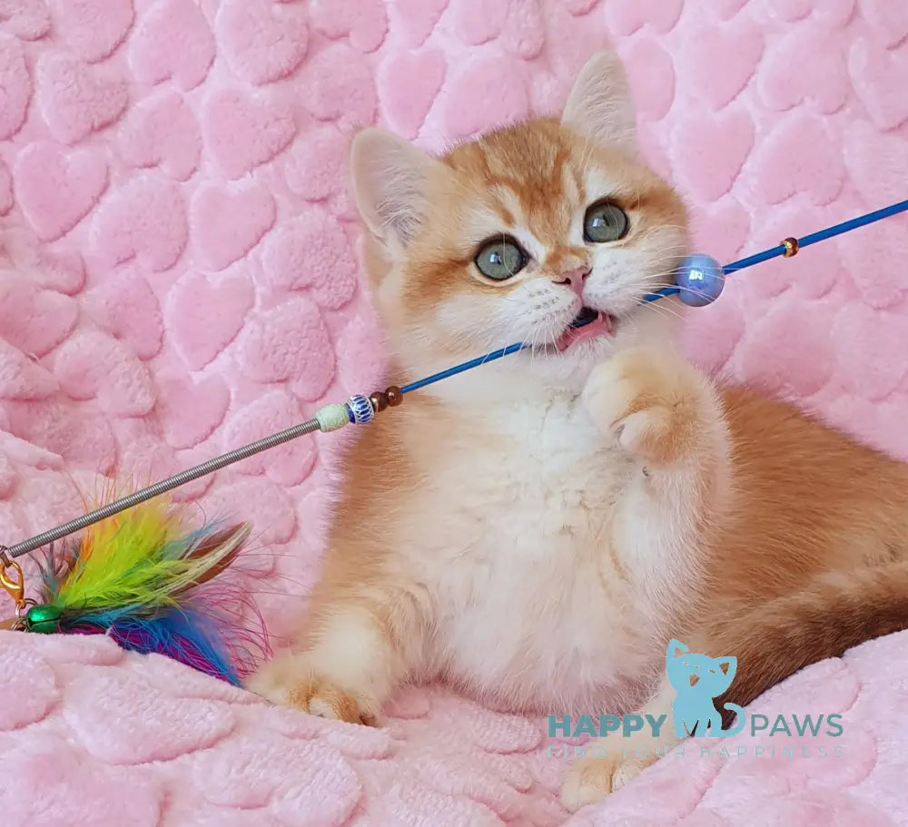 Hanny British Shorthair female black golden chinchilla live animals