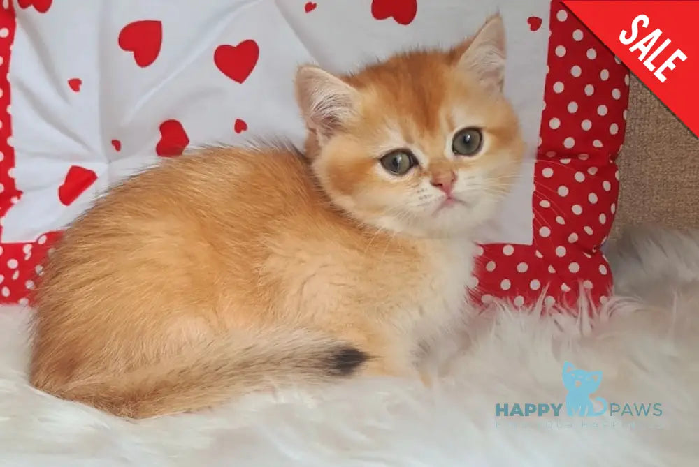 Hanny British Shorthair Female Black Golden Chinchilla Live Animals