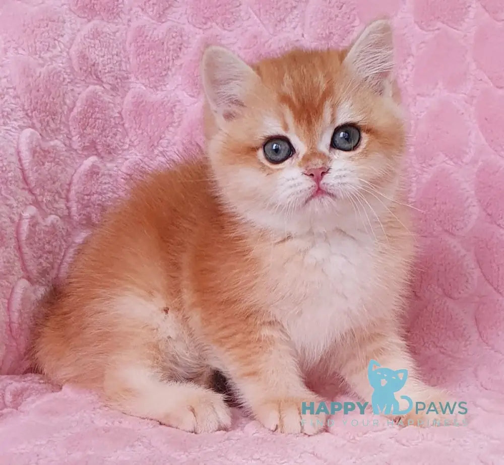 Hanny British Shorthair Female Black Golden Chinchilla Live Animals