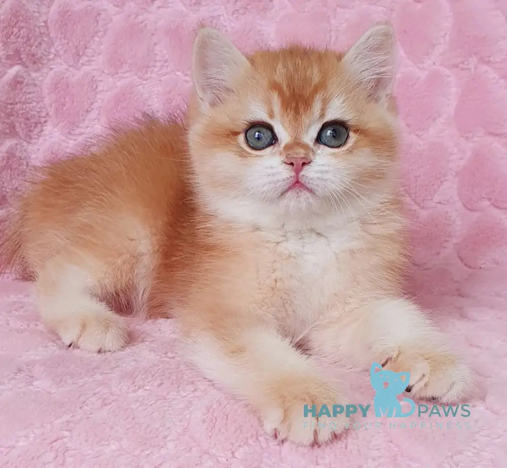 Hanny British Shorthair Female Black Golden Chinchilla Live Animals