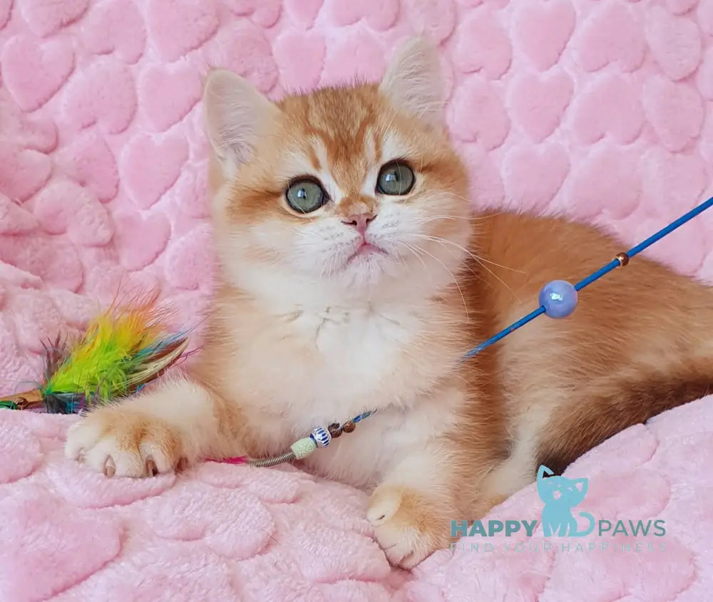 Hanny British Shorthair female black golden chinchilla live animals