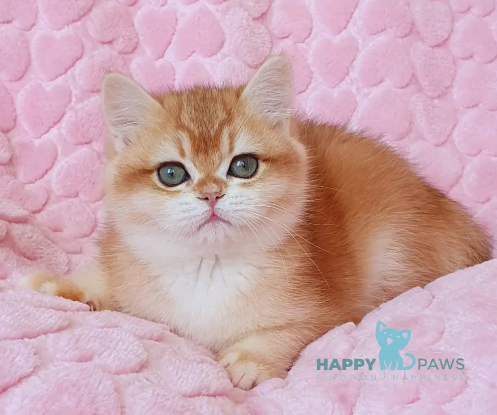 Hanny British Shorthair female black golden chinchilla live animals