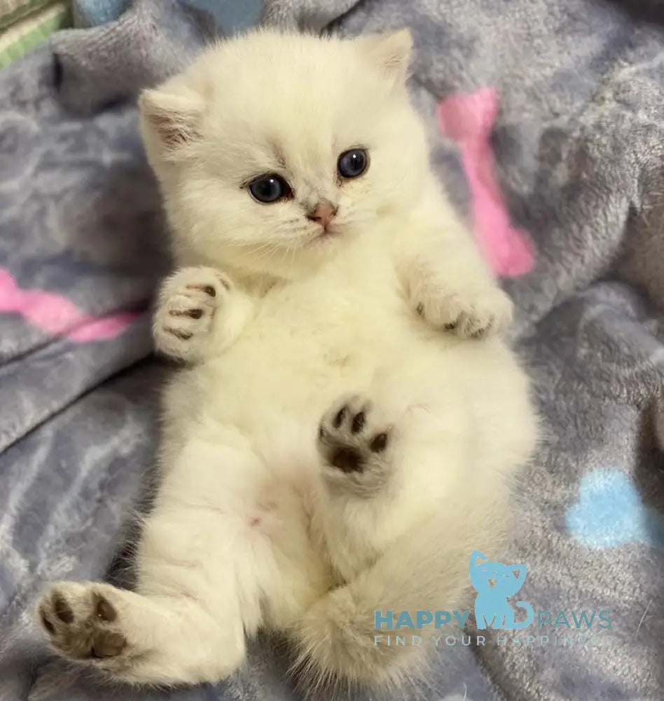 Hanter British Shorthair Male Black Silver Shaded Pointed Live Animals