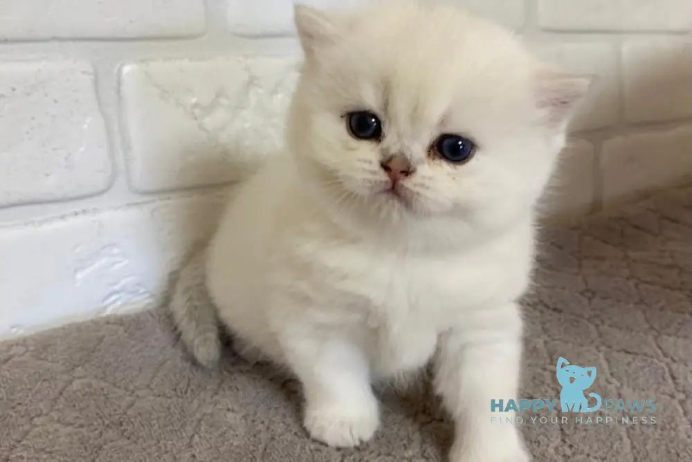 Hanter British Shorthair Male Black Silver Shaded Pointed Live Animals