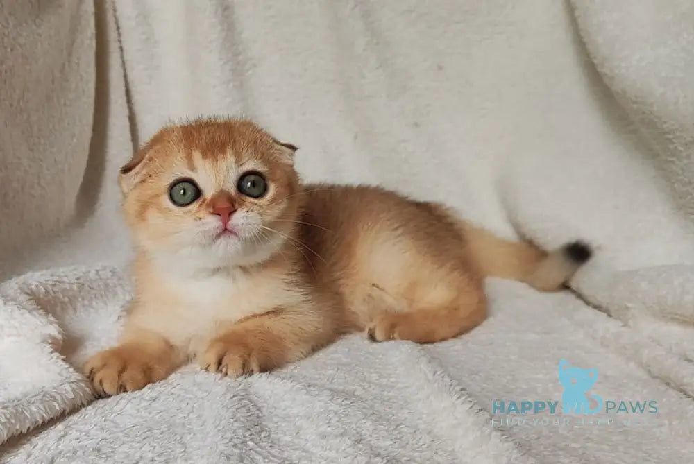 Hanuka Scottish Fold Female Black Golden Chinchilla Live Animals