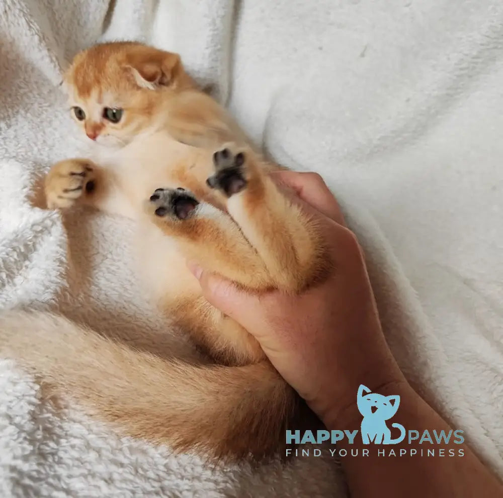 Hanuka Scottish Fold Female Black Golden Chinchilla Live Animals