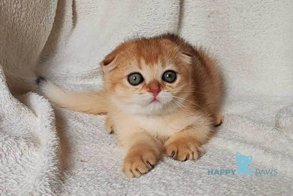 Hanuka Scottish Fold Female Black Golden Chinchilla Live Animals