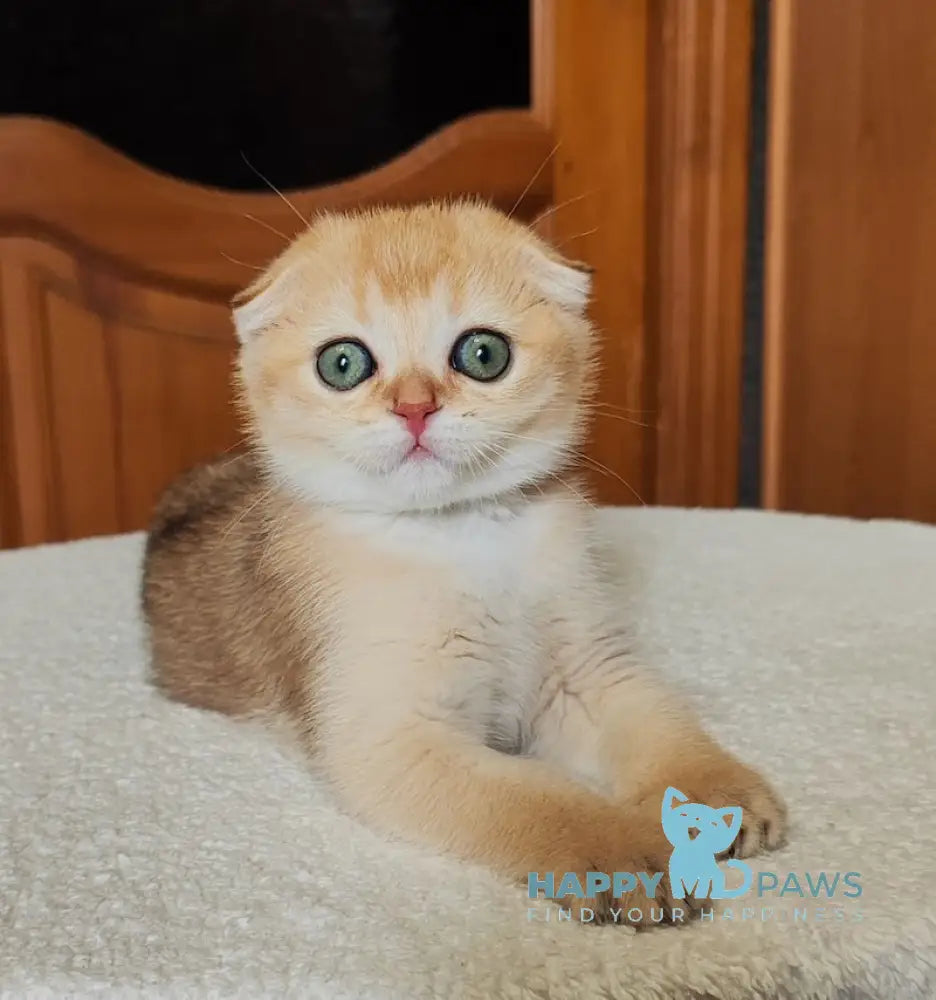 Hanuka Scottish Fold Female Black Golden Chinchilla Live Animals