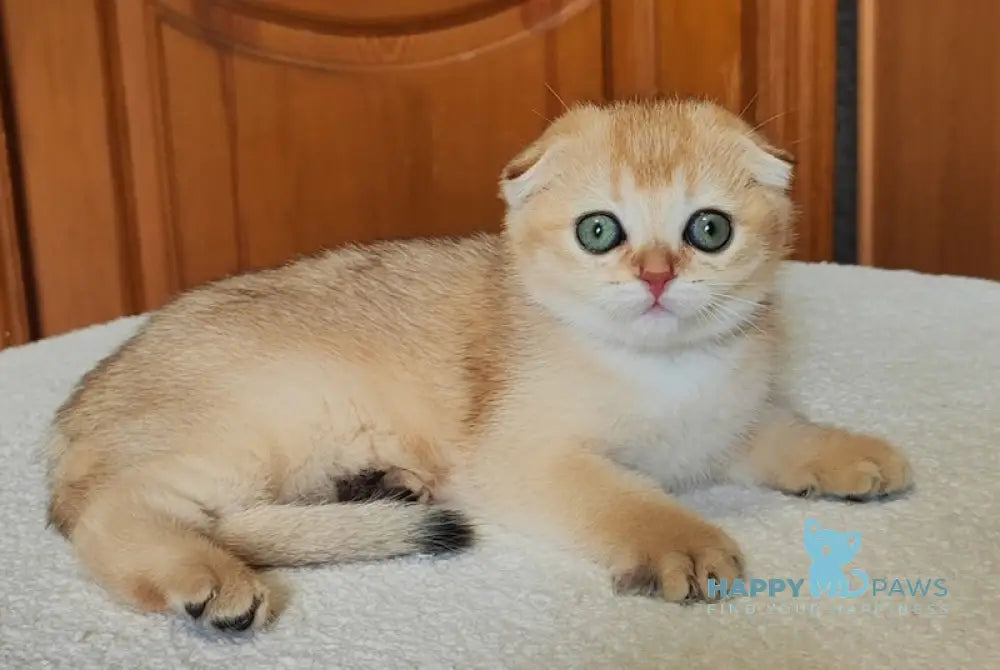 Hanuka Scottish Fold Female Black Golden Chinchilla Live Animals