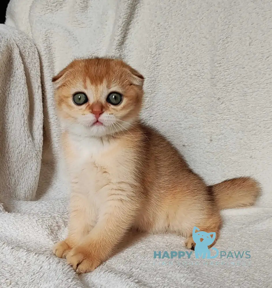 Hanuka Scottish Fold Female Black Golden Chinchilla Live Animals