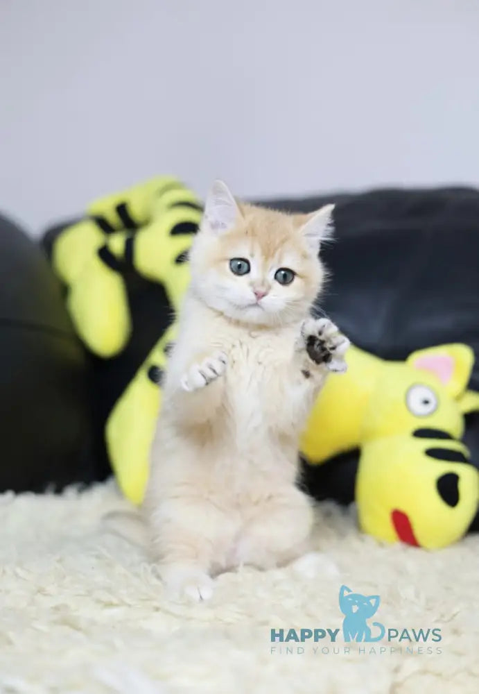 Hardi British Shorthair Male Black Golden Chinchilla Live Animals