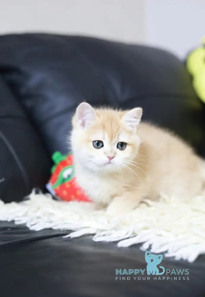 Hardi British Shorthair Male Black Golden Chinchilla Live Animals