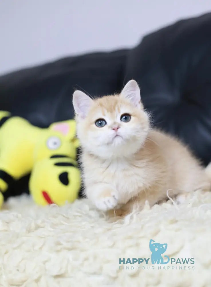 Hardi British Shorthair Male Black Golden Chinchilla Live Animals