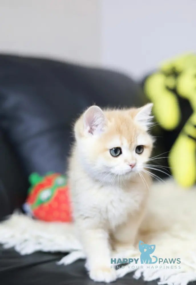 Hardi British Shorthair Male Black Golden Chinchilla Live Animals