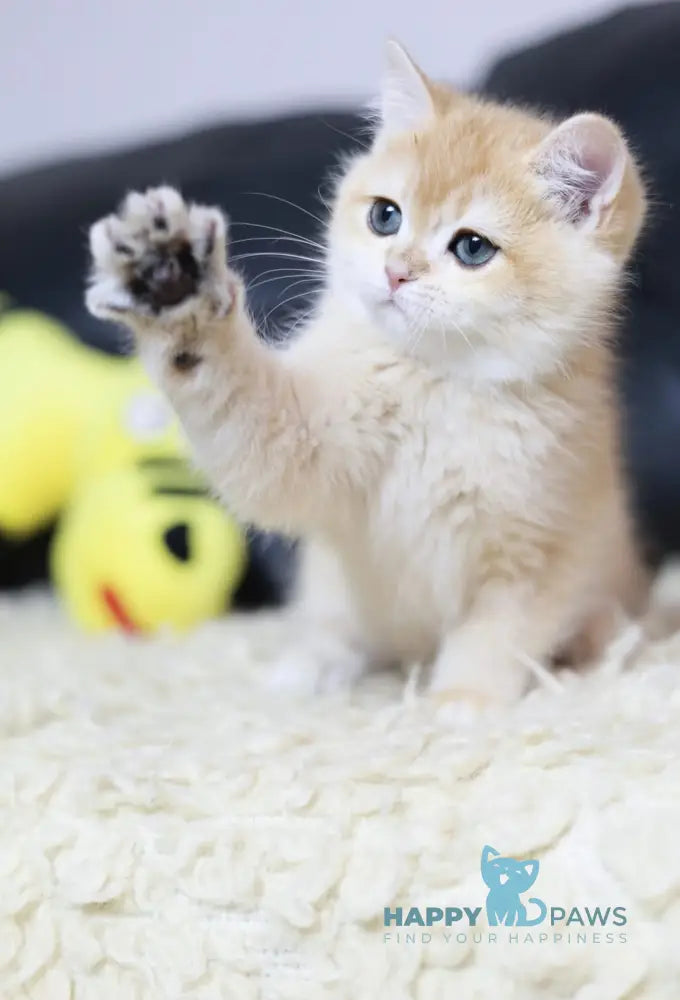 Hardi British Shorthair Male Black Golden Chinchilla Live Animals