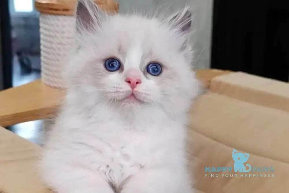 Herold Ragdoll Male Blue Bicolour Live Animals