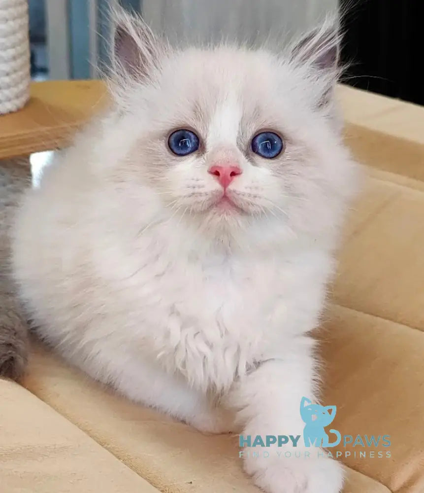 Herold Ragdoll Male Blue Bicolour Live Animals