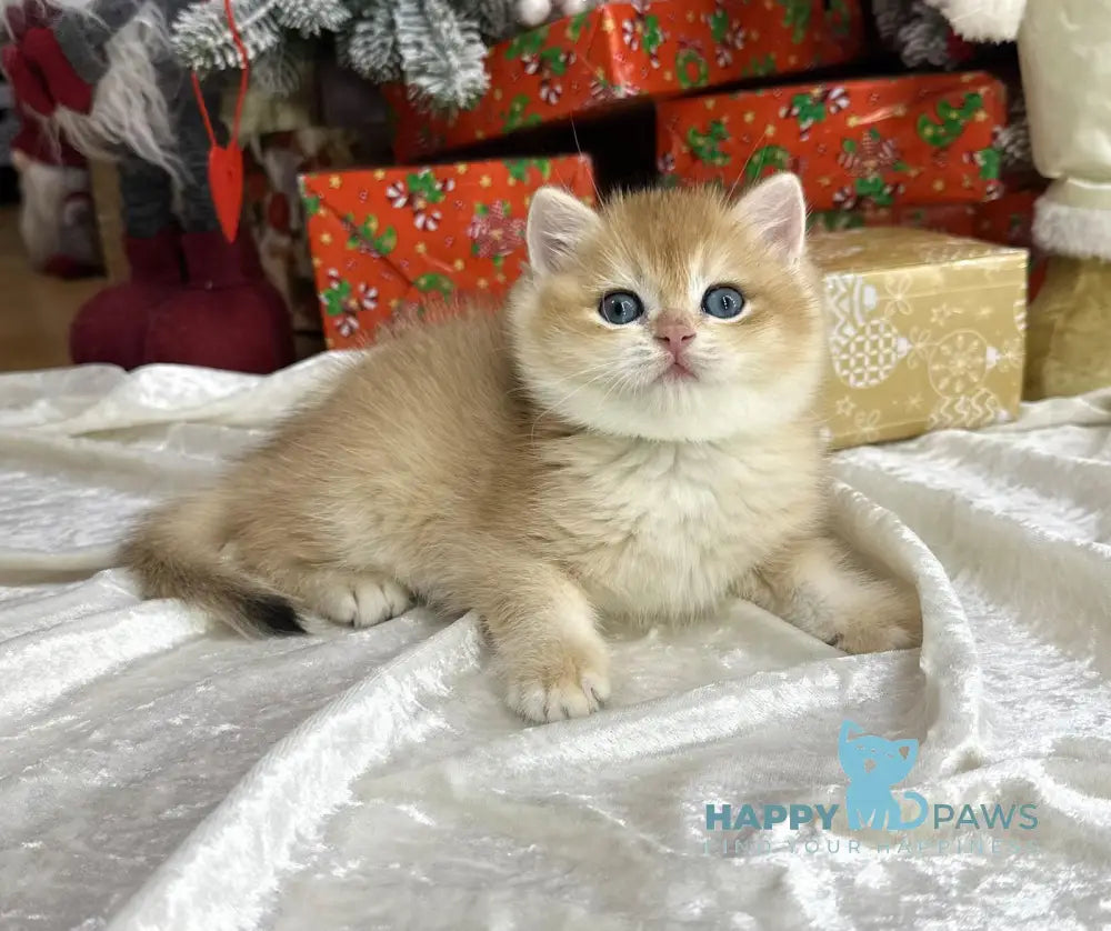 Harley British Shorthair Male Black Golden Chinchilla Live Animals