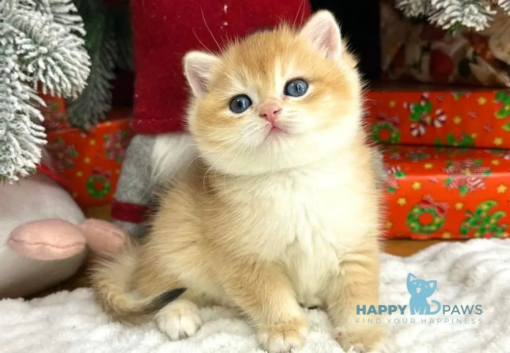 Harley British Shorthair Male Black Golden Chinchilla Live Animals