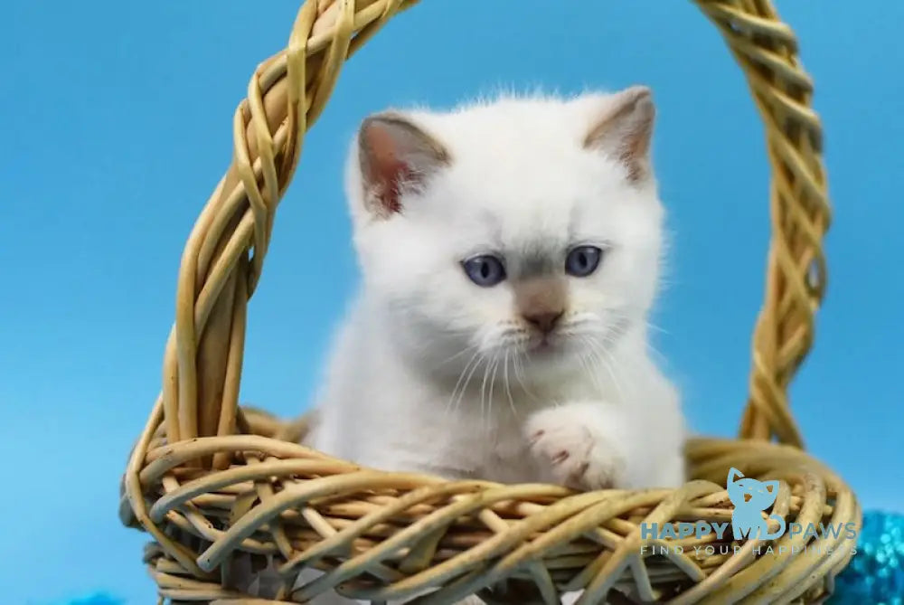 Harley British Shorthair male cinnamon pointed live animals