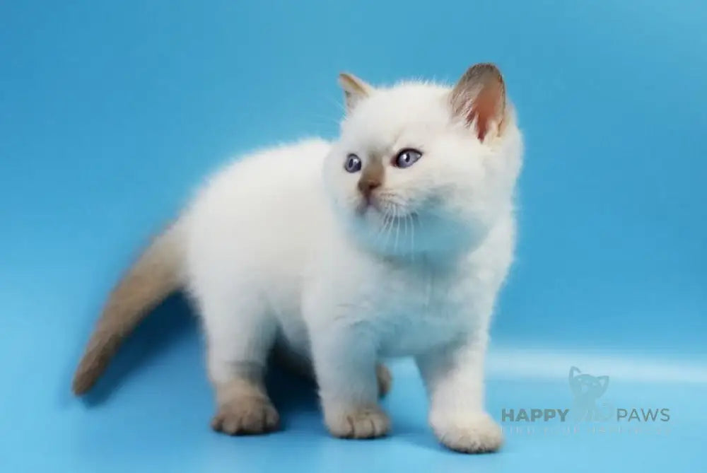 Harley British Shorthair male cinnamon pointed live animals